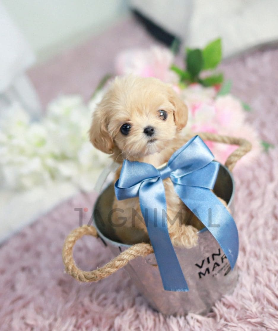 Maltipoo puppy for sale, dog for sale at Tagnimal 