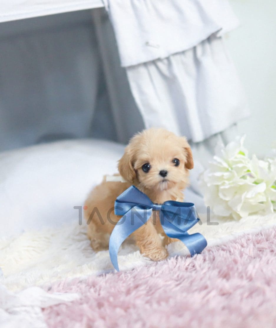 Maltipoo puppy for sale, dog for sale at Tagnimal 