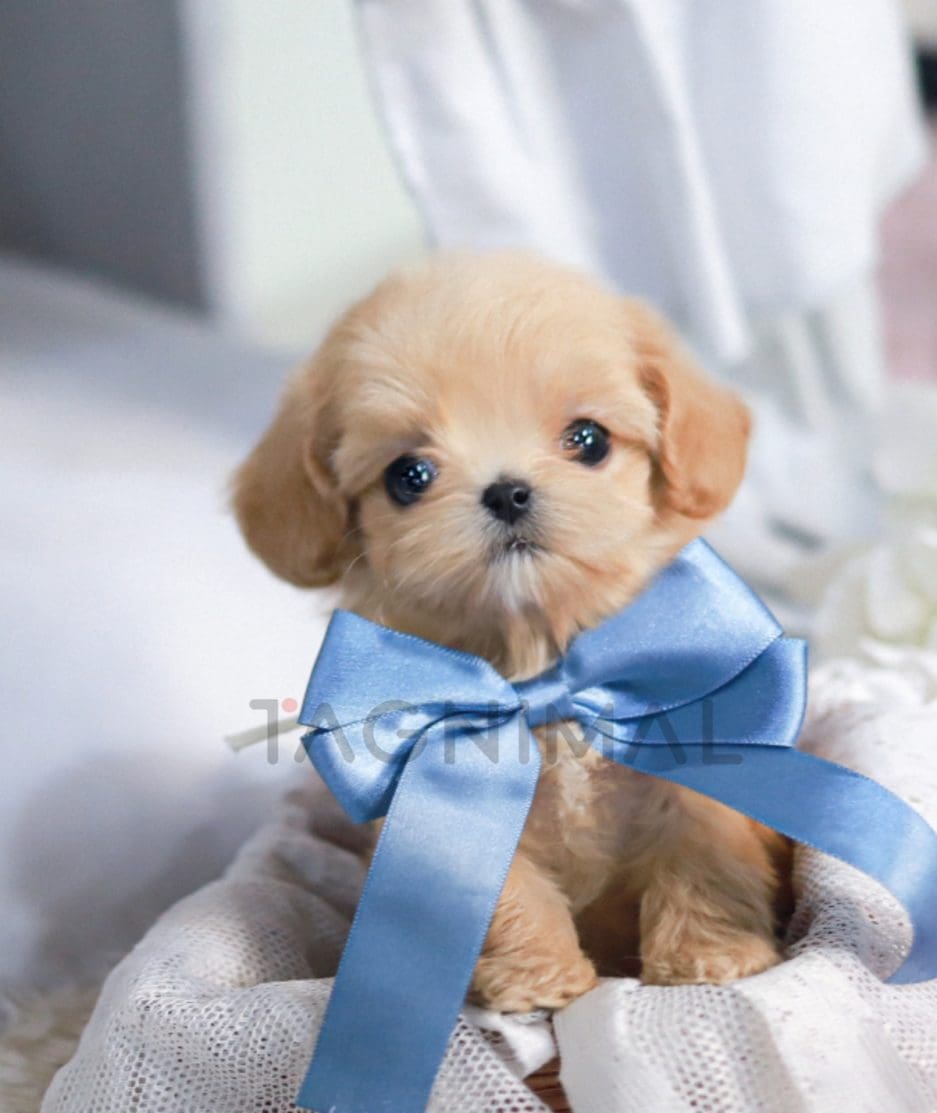 Maltipoo puppy for sale, dog for sale at Tagnimal 