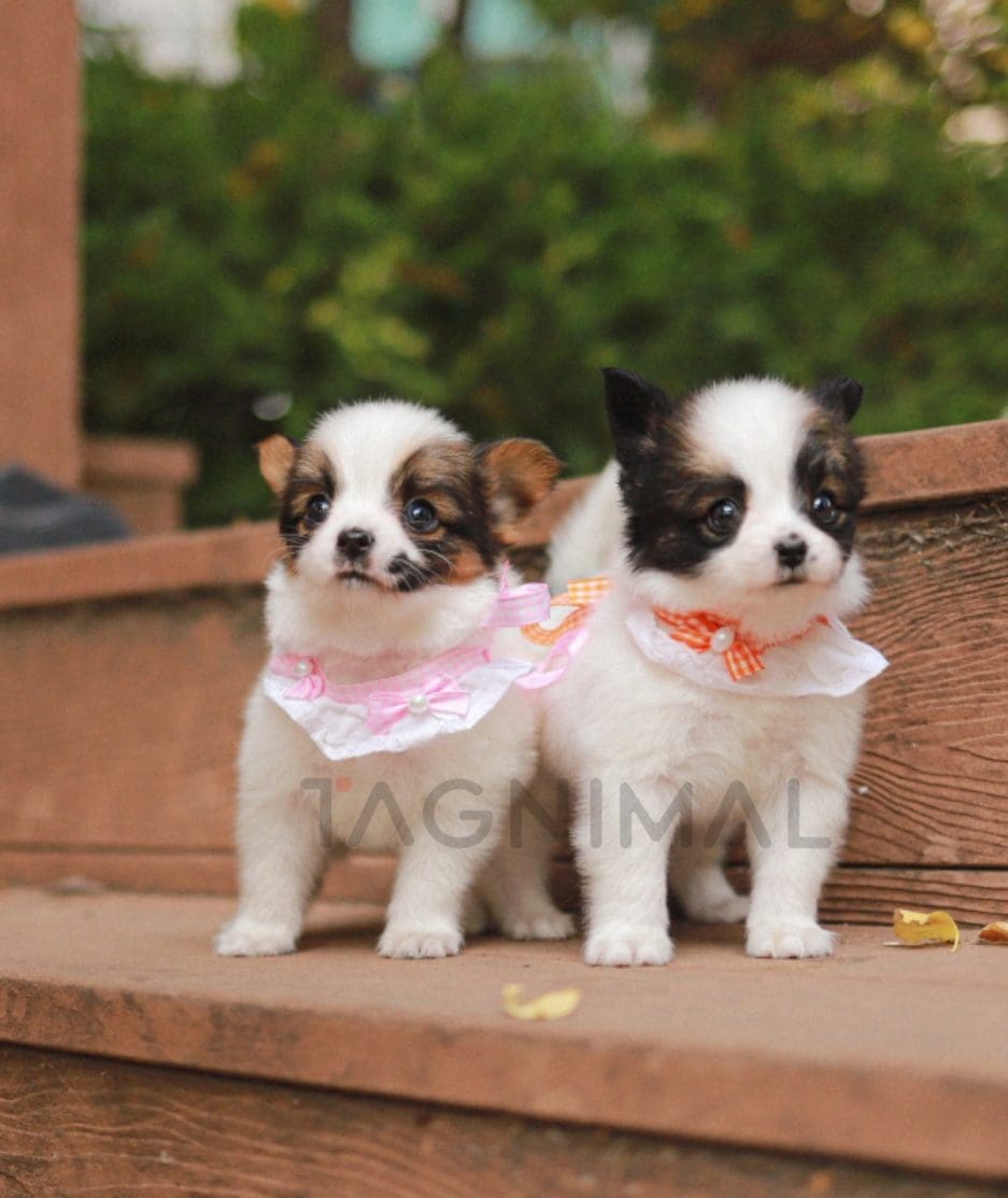 Papillon puppy for sale, dog for sale at Tagnimal 