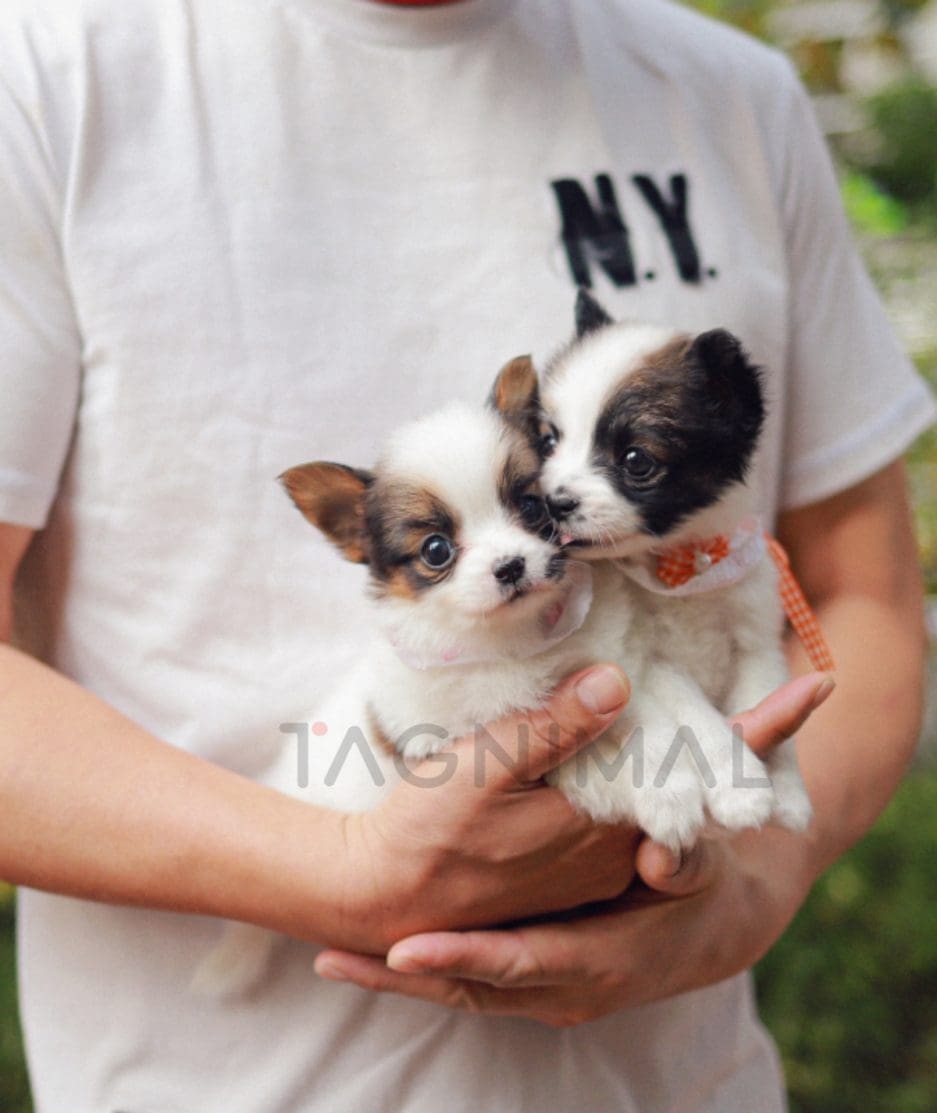 Papillon puppy for sale, dog for sale at Tagnimal 