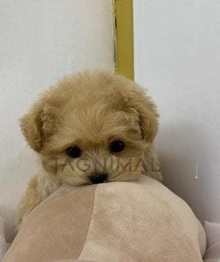 Maltipoo puppy for sale, dog for sale at Tagnimal 