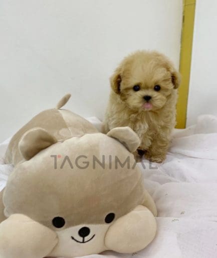 Maltipoo puppy for sale, dog for sale at Tagnimal 