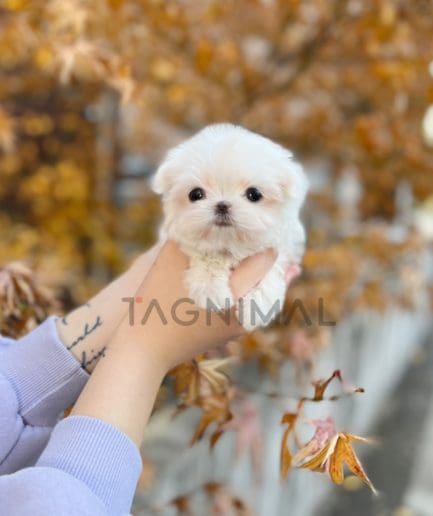 Maltese puppy for sale, dog for sale at Tagnimal 