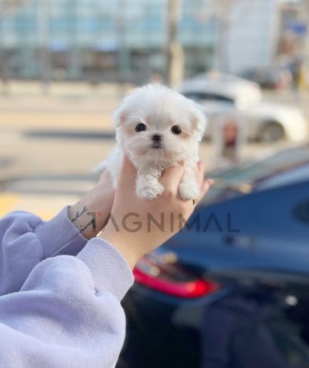 Maltese puppy for sale, dog for sale at Tagnimal 