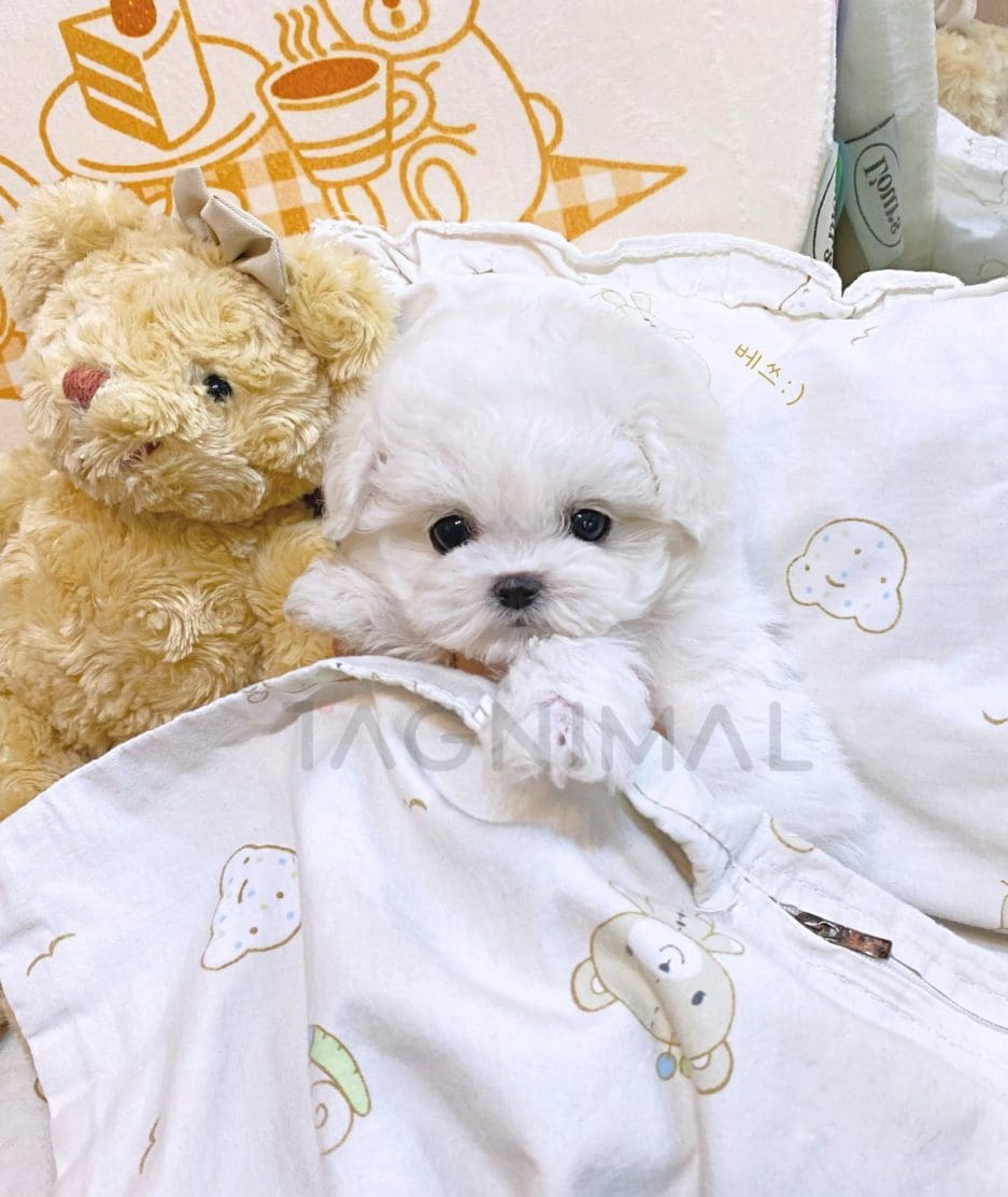 Bichon puppy for sale, dog for sale at Tagnimal 