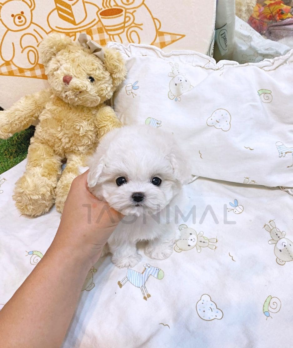 Bichon puppy for sale, dog for sale at Tagnimal 