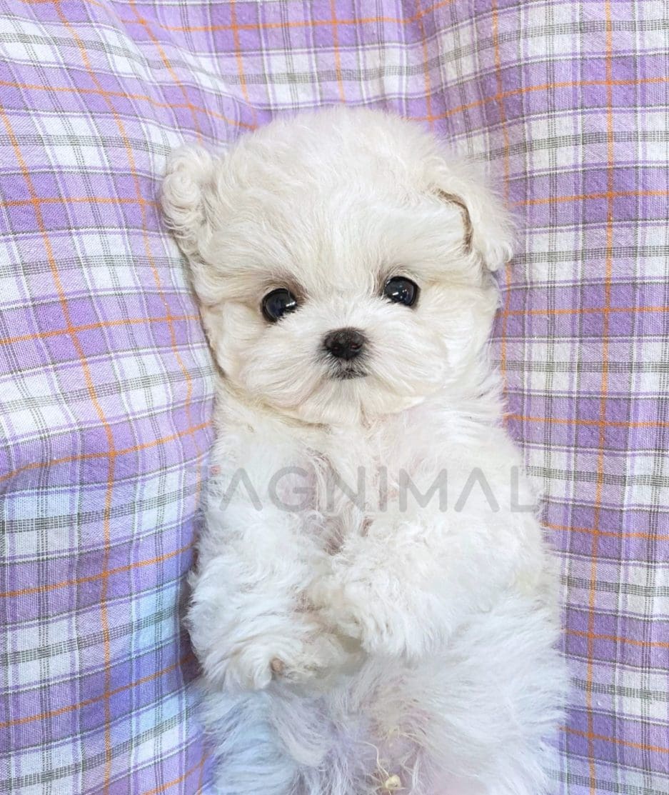 Bichon puppy for sale, dog for sale at Tagnimal 