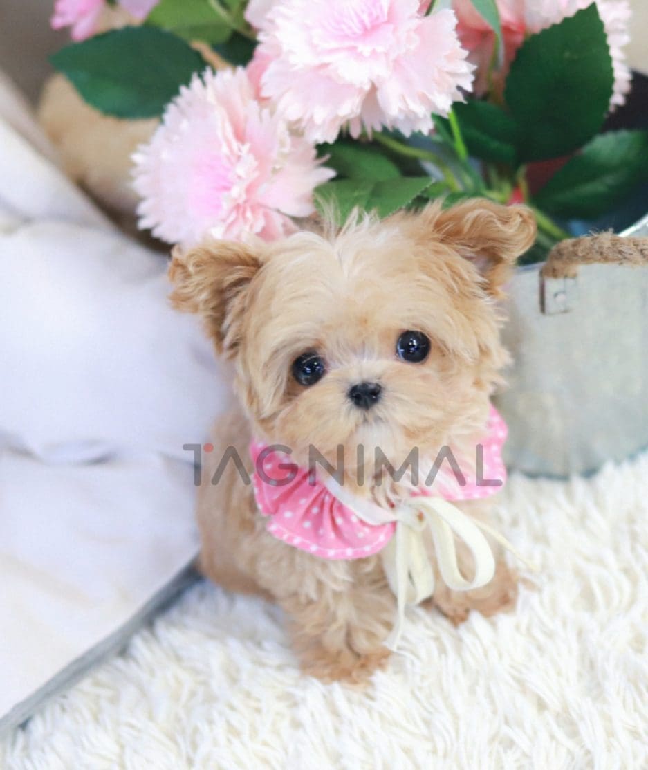 Maltipoo puppy for sale, dog for sale at Tagnimal 