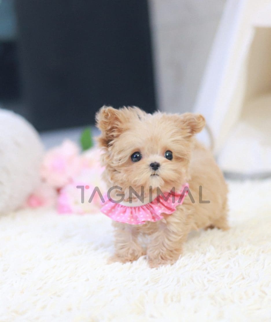 Maltipoo puppy for sale, dog for sale at Tagnimal 