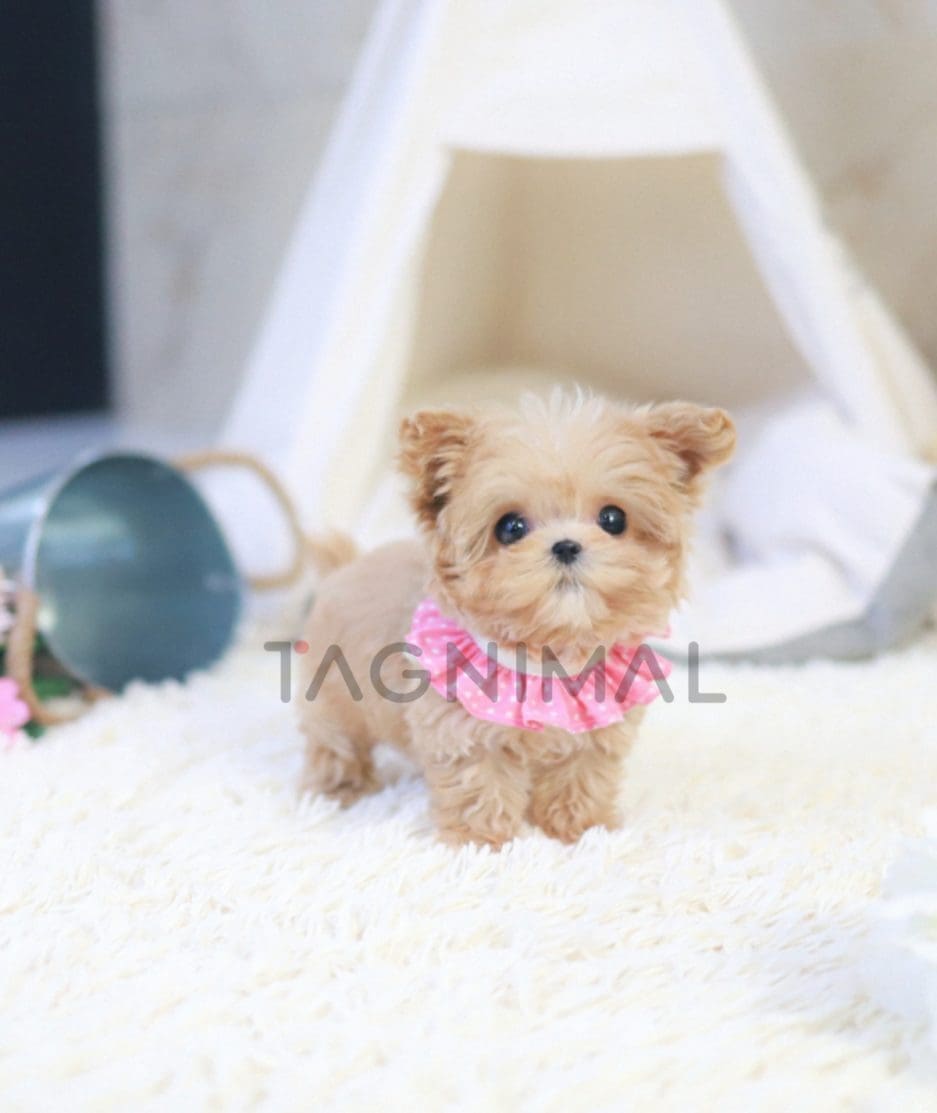 Maltipoo puppy for sale, dog for sale at Tagnimal 