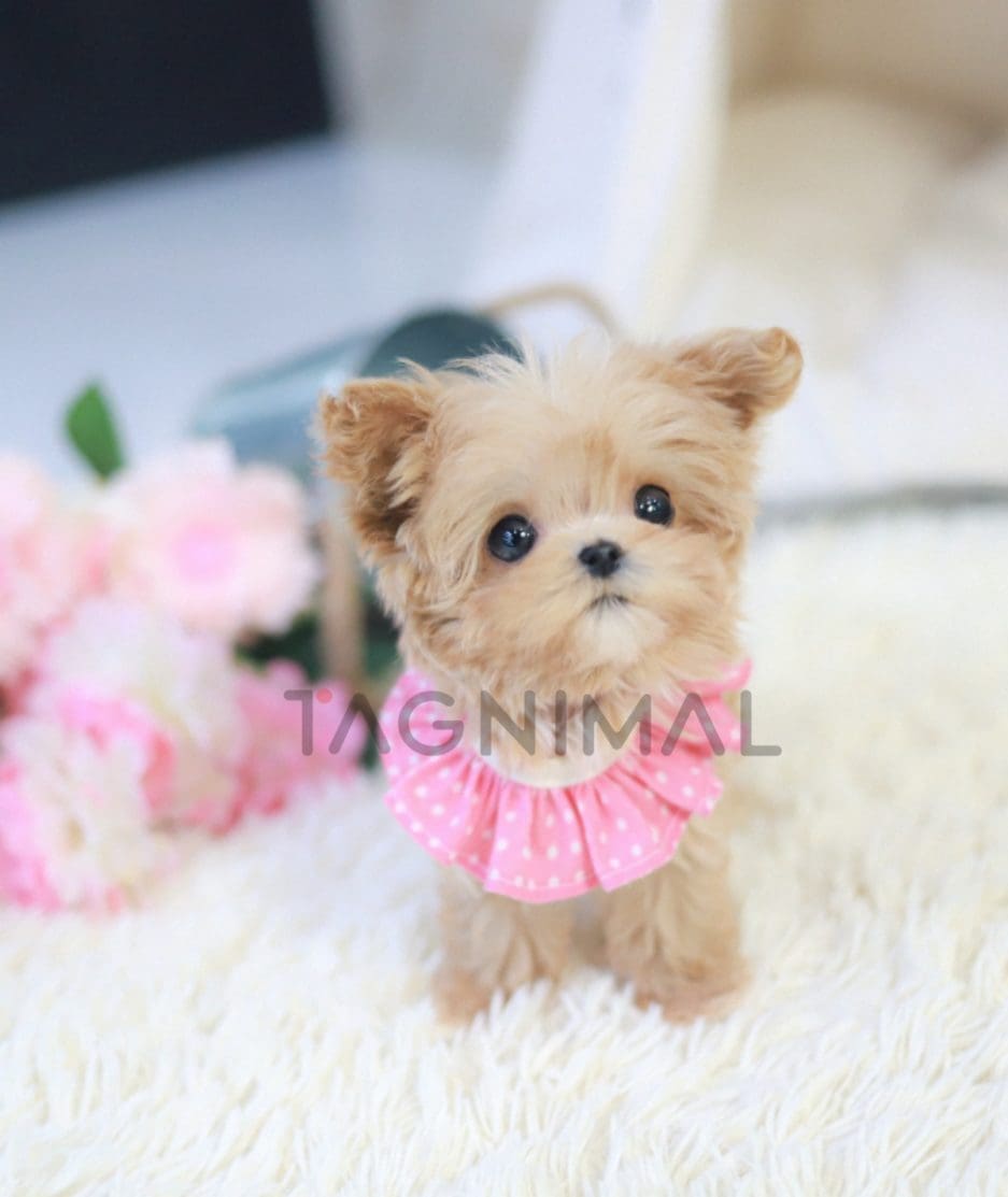 Maltipoo puppy for sale, dog for sale at Tagnimal 