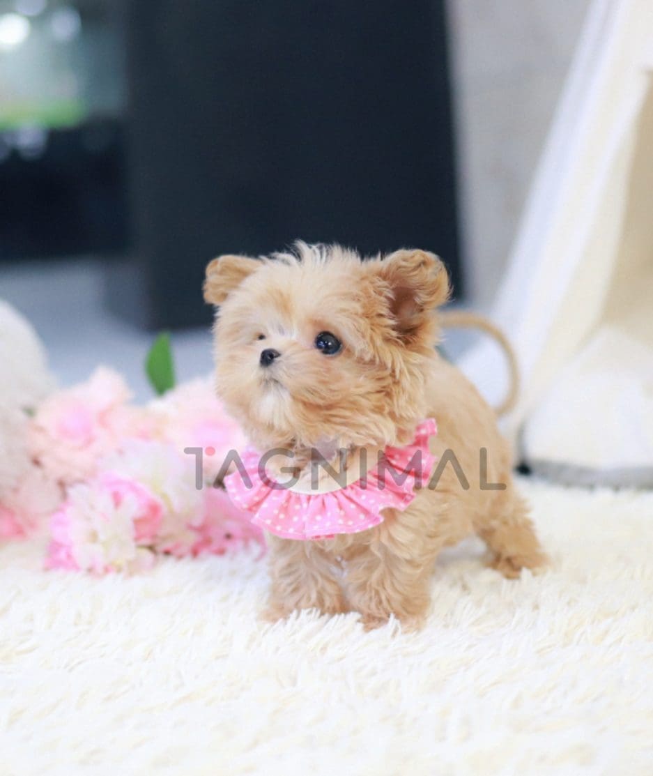 Maltipoo puppy for sale, dog for sale at Tagnimal 