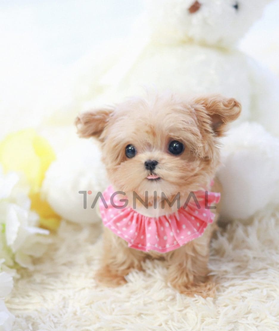 Maltipoo puppy for sale, dog for sale at Tagnimal 