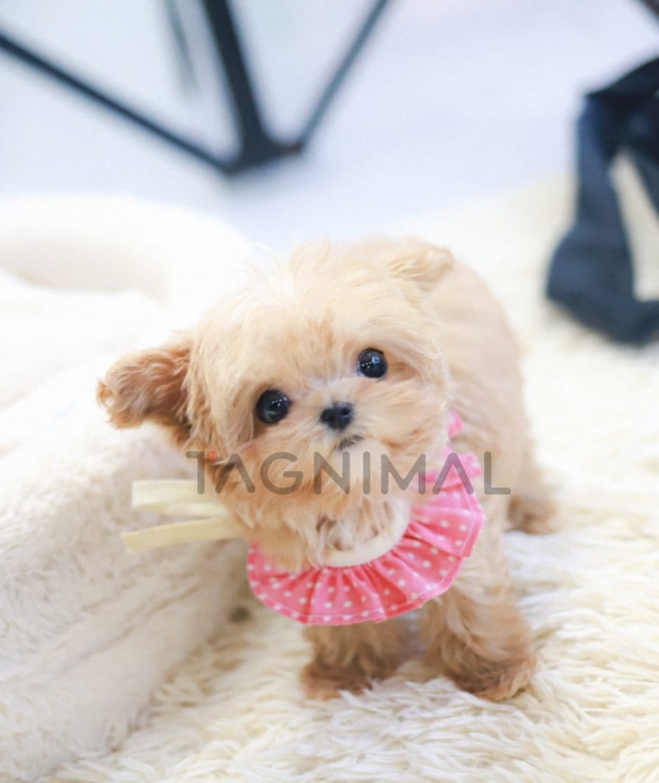 Maltipoo puppy for sale, dog for sale at Tagnimal 