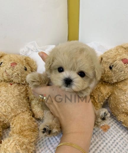 Maltipoo puppy for sale, dog for sale at Tagnimal 