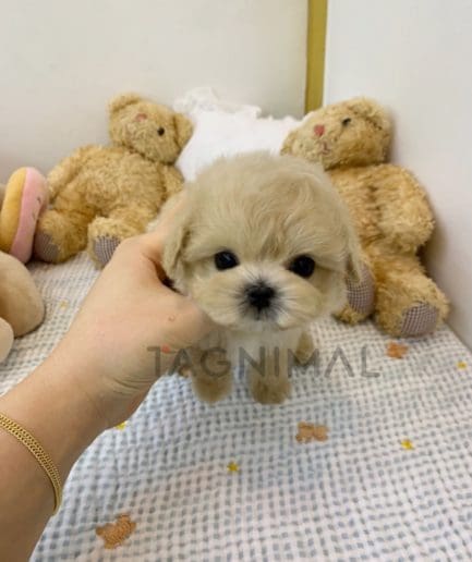 Maltipoo puppy for sale, dog for sale at Tagnimal 