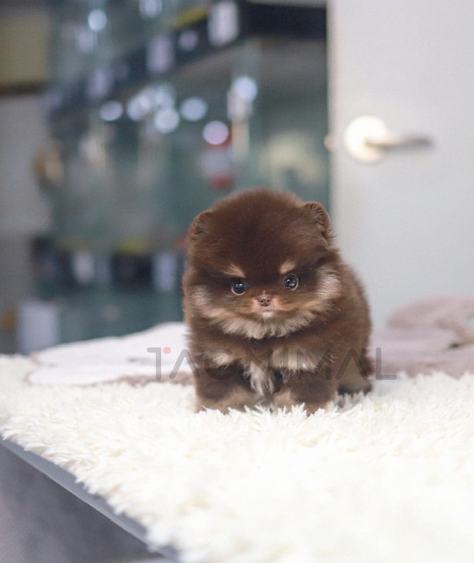 Pomeranian puppy for sale, dog for sale at Tagnimal 