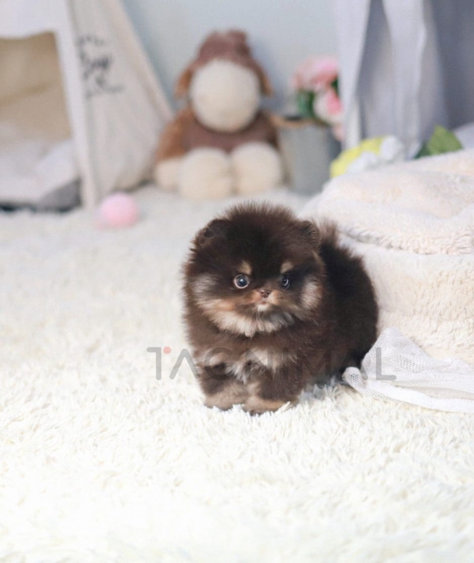 Pomeranian puppy for sale, dog for sale at Tagnimal 