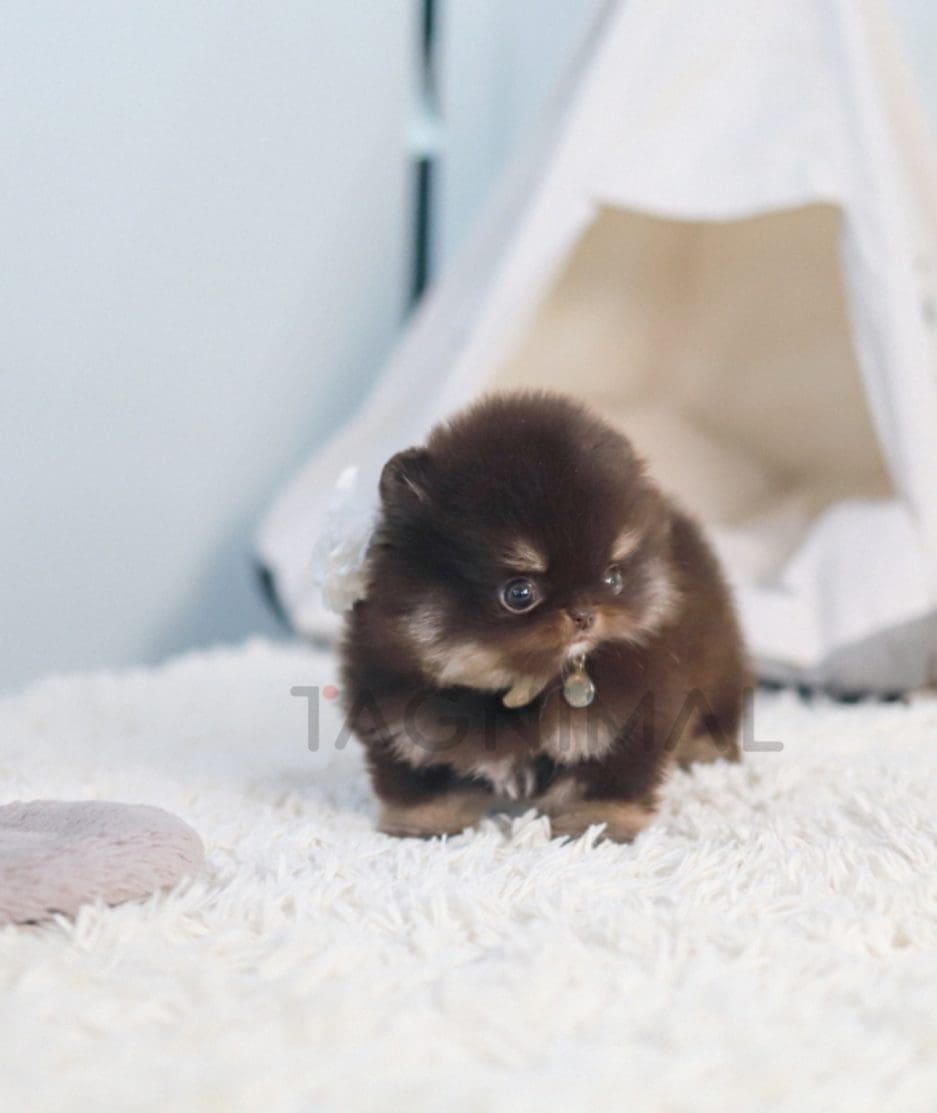 Pomeranian puppy for sale, dog for sale at Tagnimal 