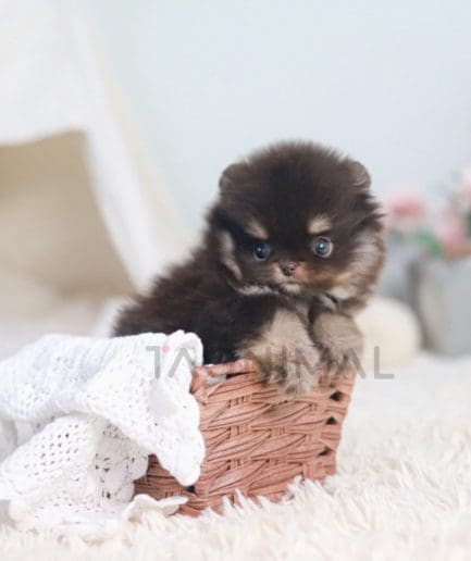 Pomeranian puppy for sale, dog for sale at Tagnimal 