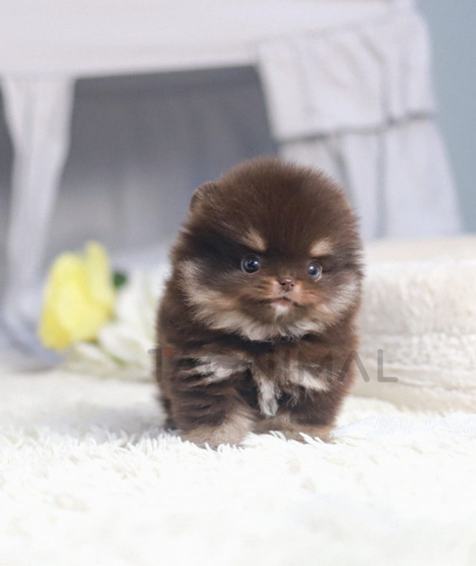 Pomeranian puppy for sale, dog for sale at Tagnimal 