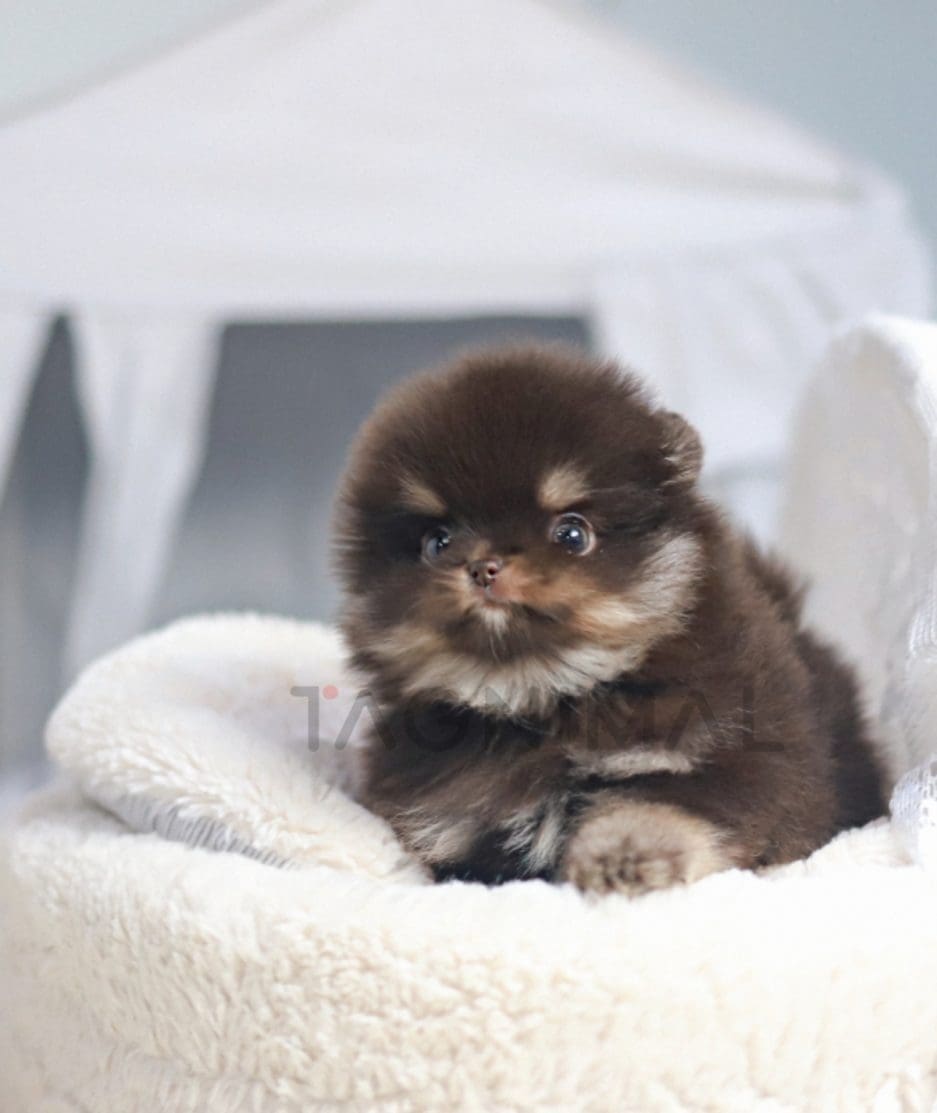 Pomeranian puppy for sale, dog for sale at Tagnimal 