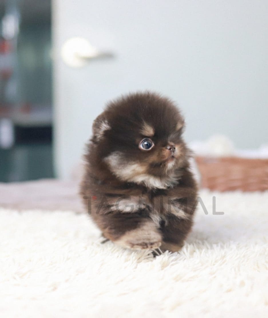 Pomeranian puppy for sale, dog for sale at Tagnimal 