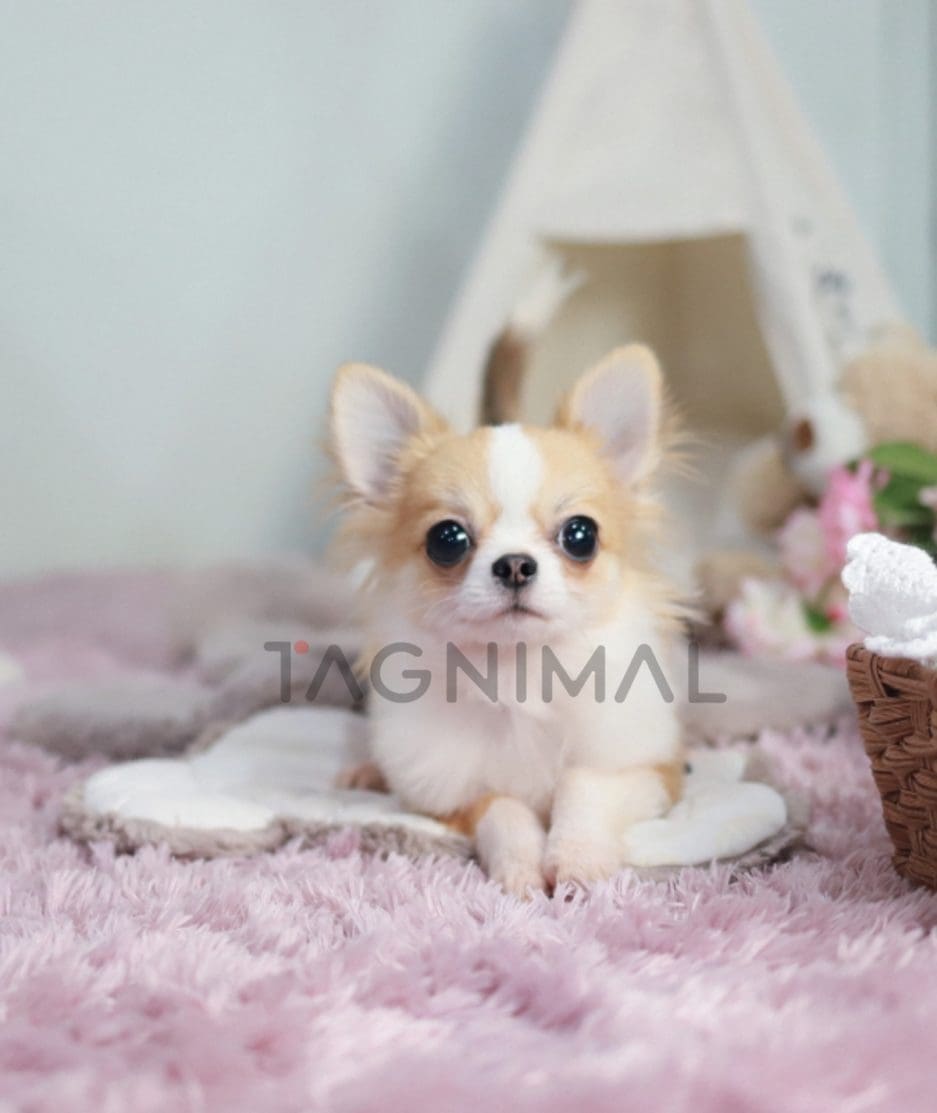 Chihuahua puppy for sale, dog for sale at Tagnimal 