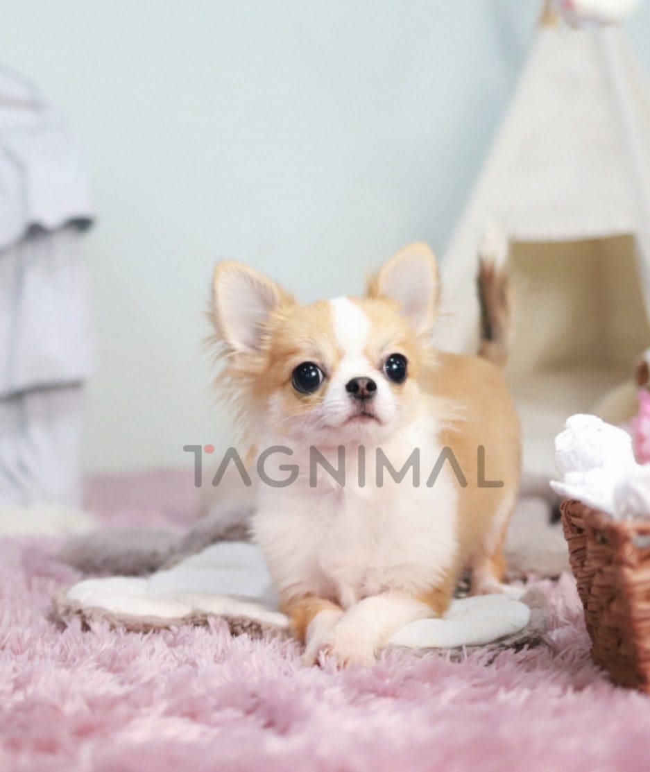 Chihuahua puppy for sale, dog for sale at Tagnimal 