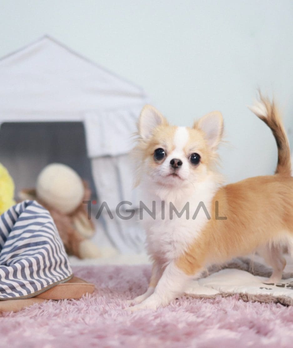 Chihuahua puppy for sale, dog for sale at Tagnimal 