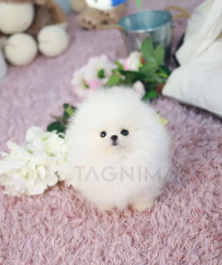 Pomeranian puppy for sale, dog for sale at Tagnimal 