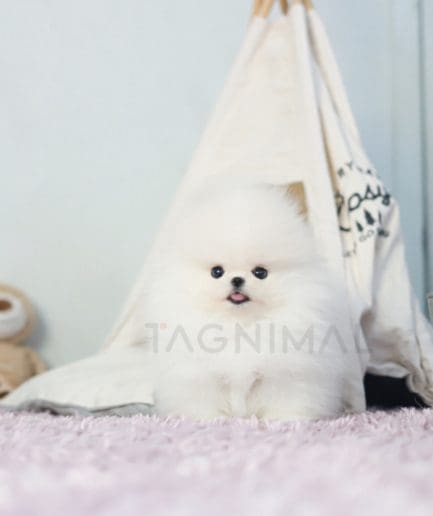 Pomeranian puppy for sale, dog for sale at Tagnimal 