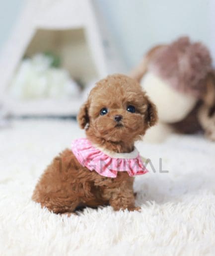 Poodle puppy for sale, dog for sale at Tagnimal 