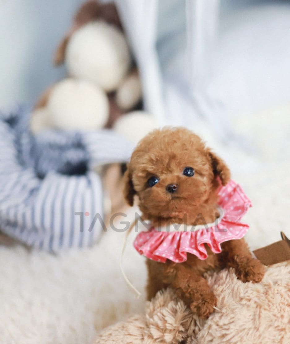 Poodle puppy for sale, dog for sale at Tagnimal 