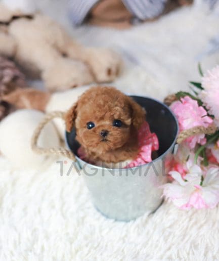 Poodle puppy for sale, dog for sale at Tagnimal 