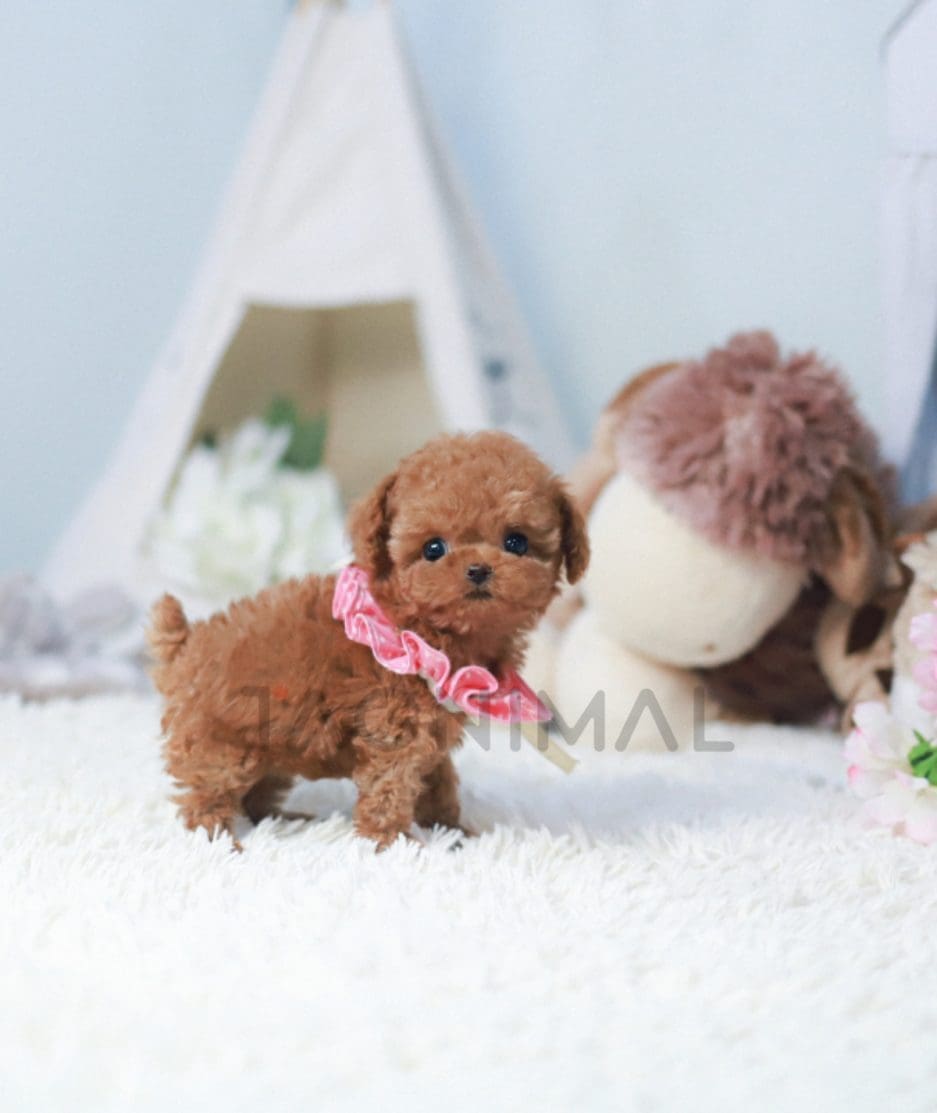 Poodle puppy for sale, dog for sale at Tagnimal 