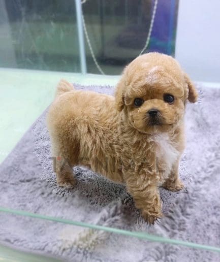 Maltipoo puppy for sale, dog for sale at Tagnimal 