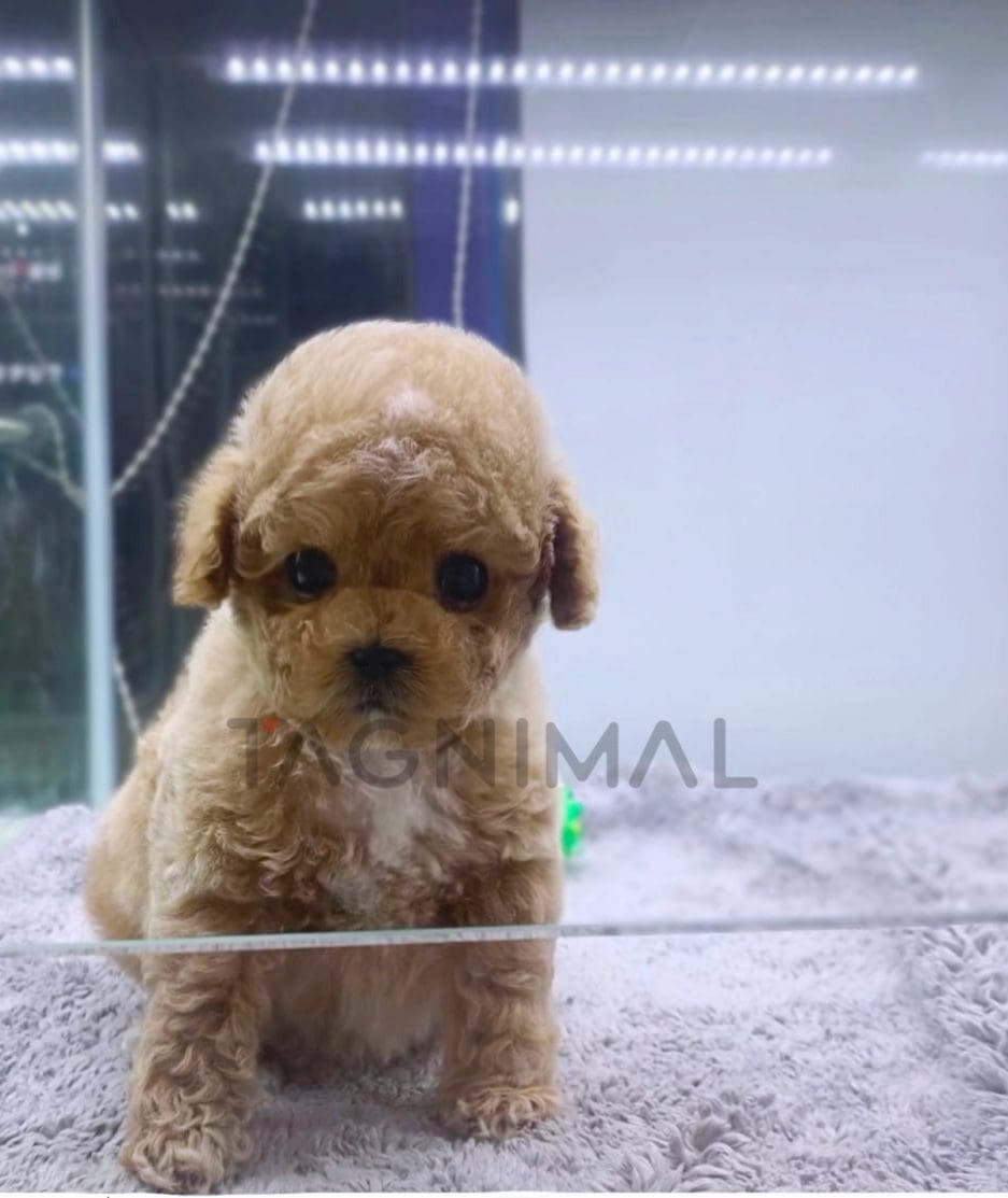 Maltipoo puppy for sale, dog for sale at Tagnimal 