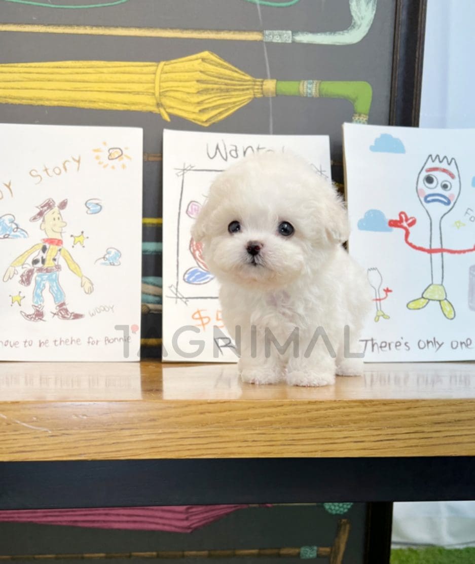 Bichon puppy for sale, dog for sale at Tagnimal 