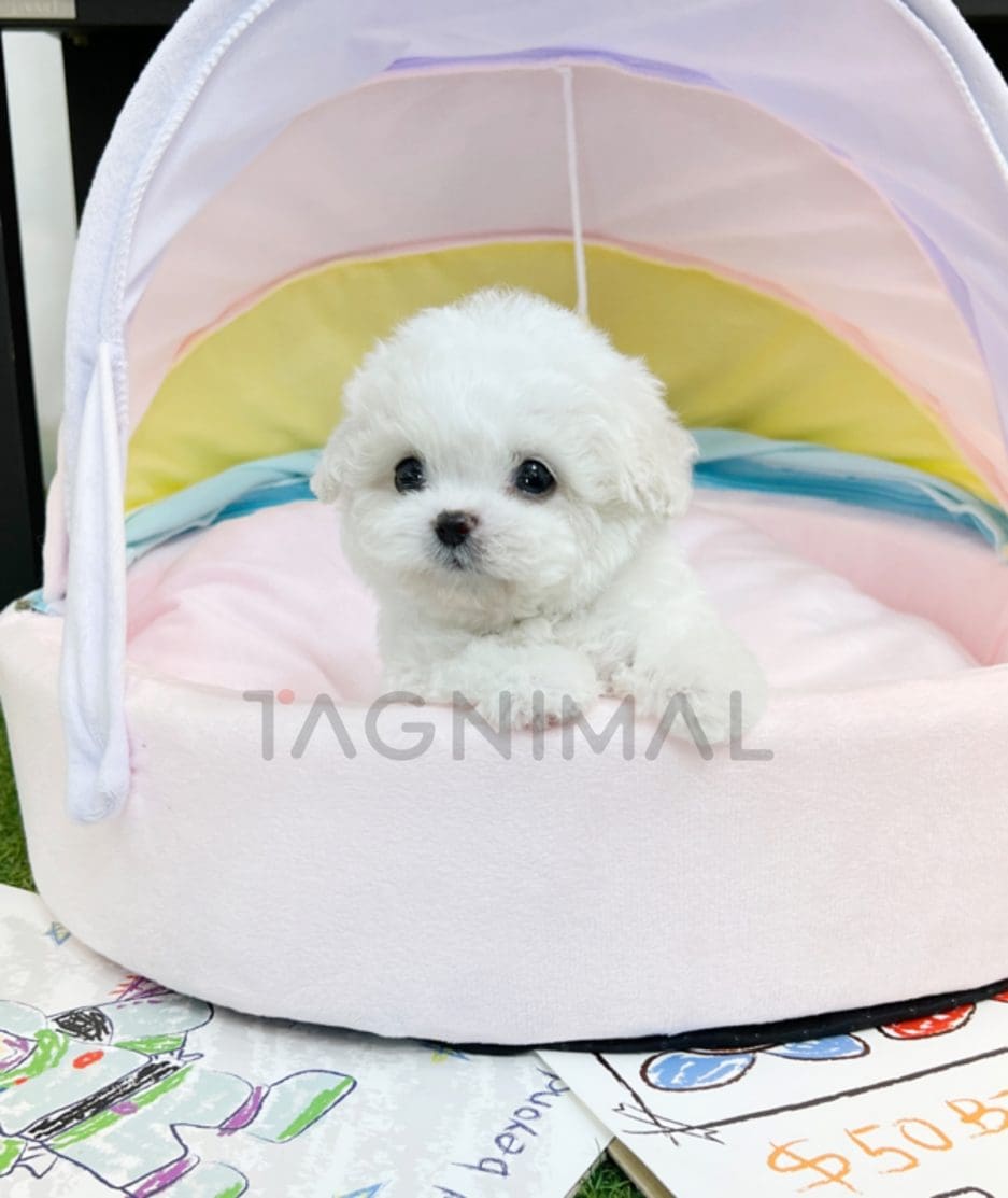 Bichon puppy for sale, dog for sale at Tagnimal 