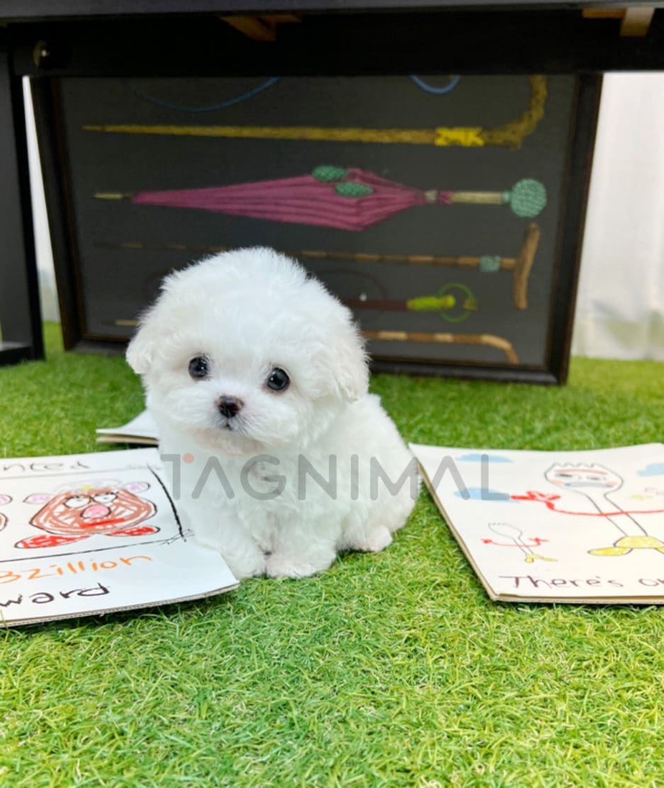 Bichon puppy for sale, dog for sale at Tagnimal 