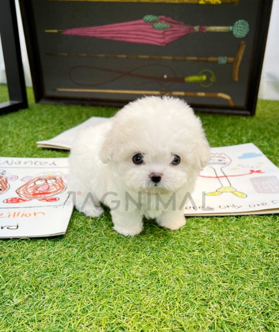 Bichon puppy for sale, dog for sale at Tagnimal 