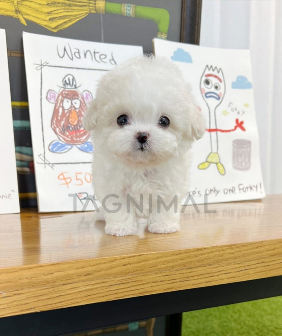 Bichon puppy for sale, dog for sale at Tagnimal 