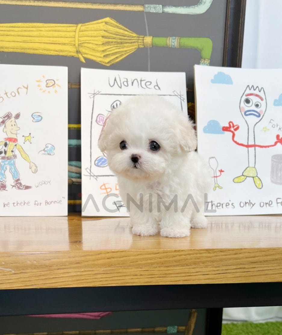 Bichon puppy for sale, dog for sale at Tagnimal 