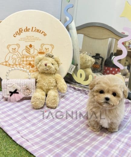 Maltipoo puppy for sale, dog for sale at Tagnimal 