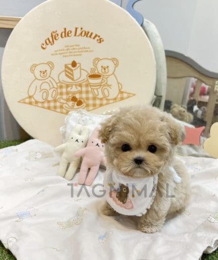 Maltipoo puppy for sale, dog for sale at Tagnimal 