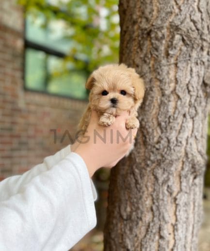 Maltipoo puppy for sale, dog for sale at Tagnimal 