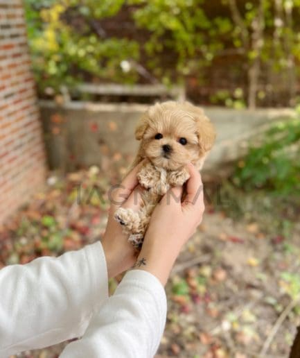 Maltipoo puppy for sale, dog for sale at Tagnimal 