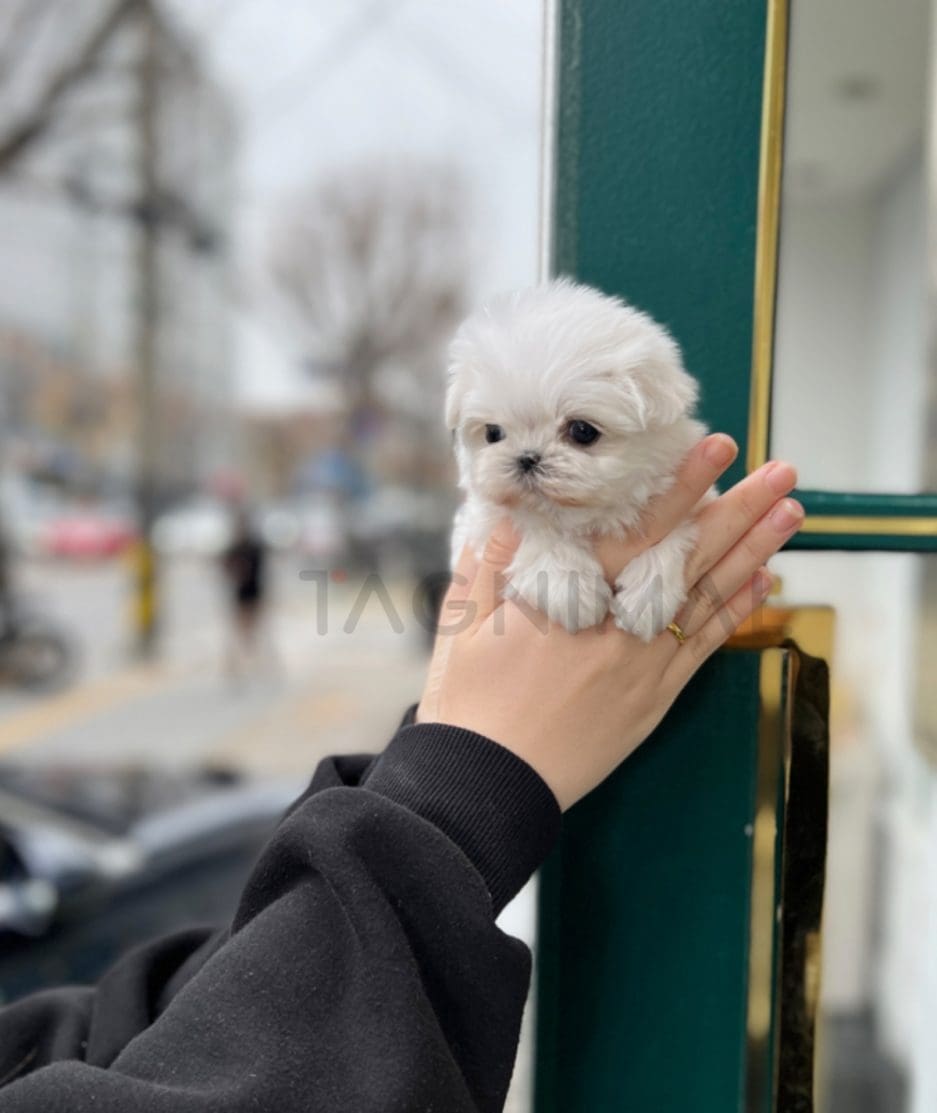 Maltese puppy for sale, dog for sale at Tagnimal 